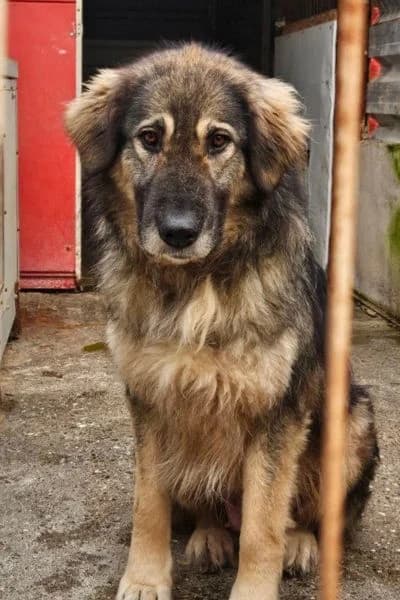 Shelly, female Mixed Breed for adoption at Hunderettung Europa e.V.