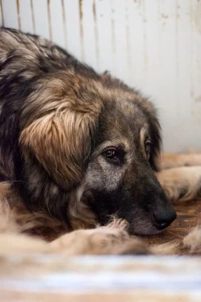 Shelly, female Mixed Breed for adoption at Hunderettung Europa e.V. — photo 3 of 8