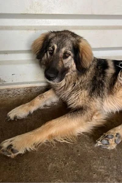 Shelly, female Mixed Breed for adoption at Hunderettung Europa e.V. — photo 5 of 8