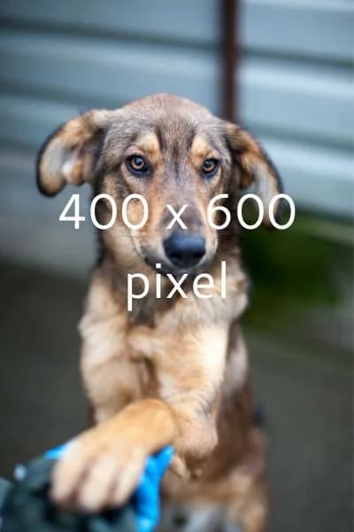 Shelly, female Mixed Breed for adoption at Hunderettung Europa e.V. — photo 8 of 8