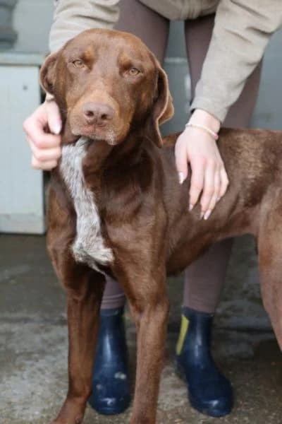 Asuka, female 4yo Mixed Breed for adoption at Hunderettung Europa e.V., Duisburg