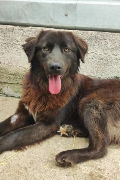 Travis, male young Mixed Breed for adoption at Hunderettung Europa e.V., Duisburg