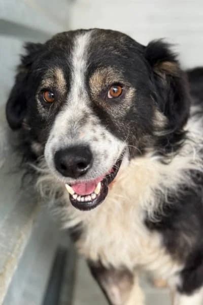 Smiley, male 4yo Mixed Breed for adoption at Hunderettung Europa e.V., Duisburg
