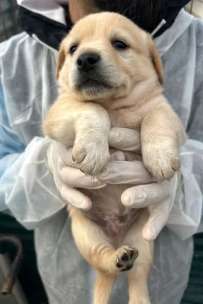 Sheldon, male puppy Mixed Breed for adoption at Hunderettung Europa e.V., Duisburg