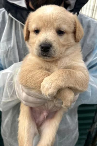 Leonard, male puppy Mixed Breed for adoption at Hunderettung Europa e.V., Duisburg