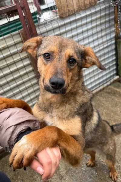 Reni, female Mixed Breed for adoption at Hunderettung Europa e.V.