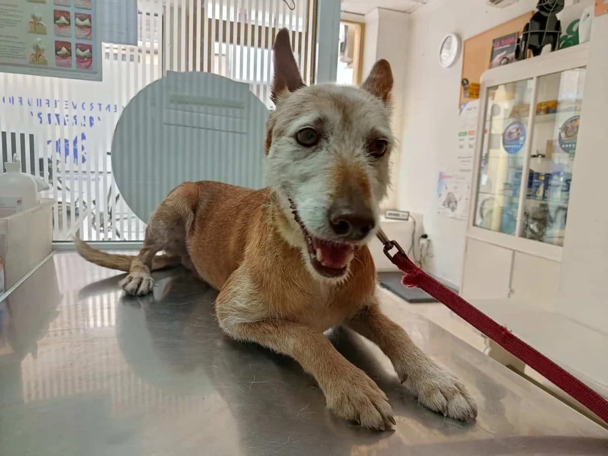 Merlin, Mixed Breed for adoption at Hunderettung e.V., Berlin
