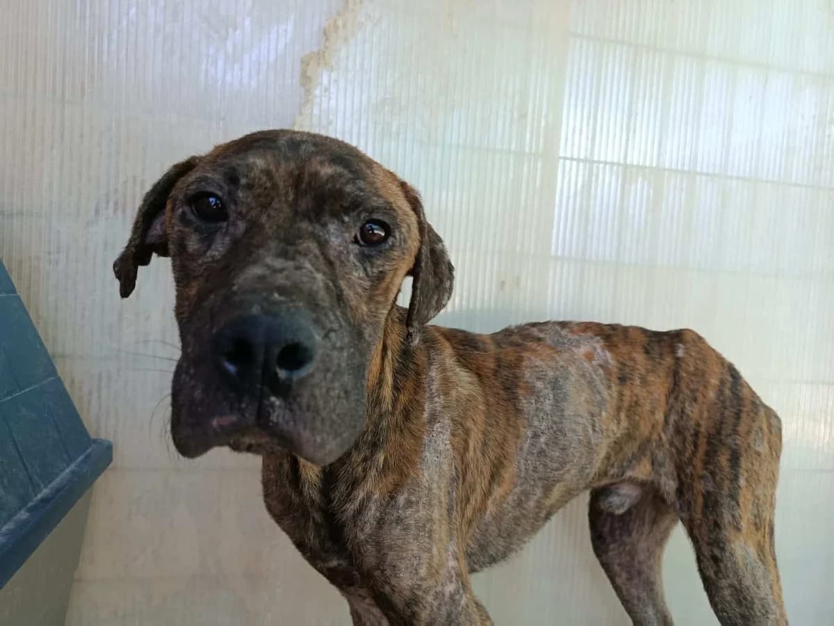 Aaron, Mixed Breed for adoption at Hunderettung e.V., Berlin