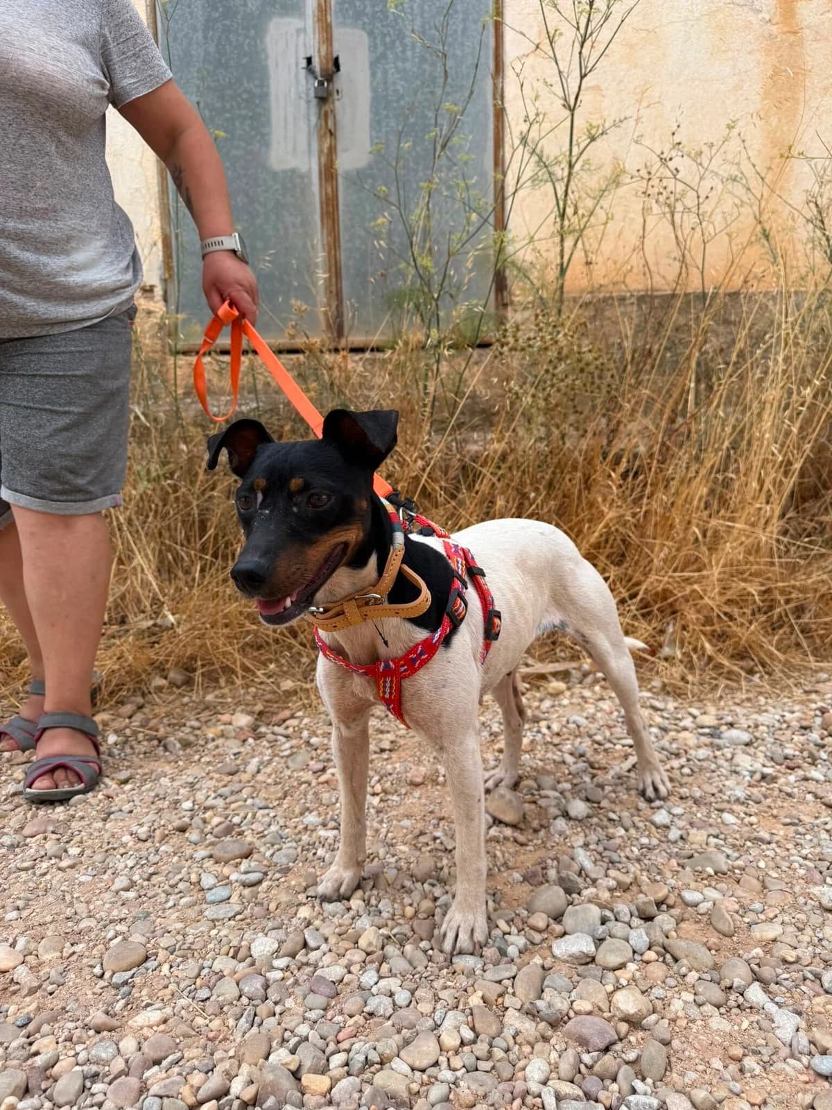 Saki, female puppy mixed breed for adoption at Hunderettung e.V., Berlin