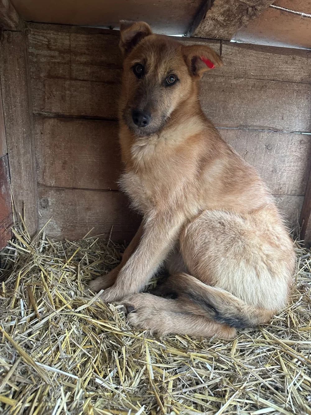 Adelheid,  young Mixed Breed for adoption at Hundsrücker Tierschutz gUG