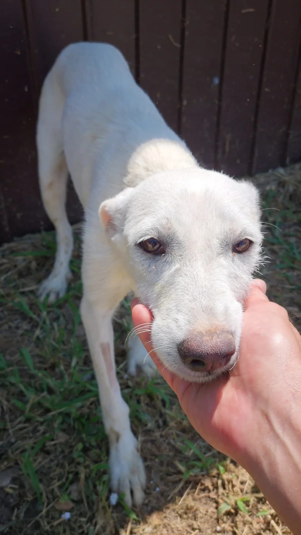 Albina,  puppy Mixed Breed for adoption at Hundsrücker Tierschutz gUG