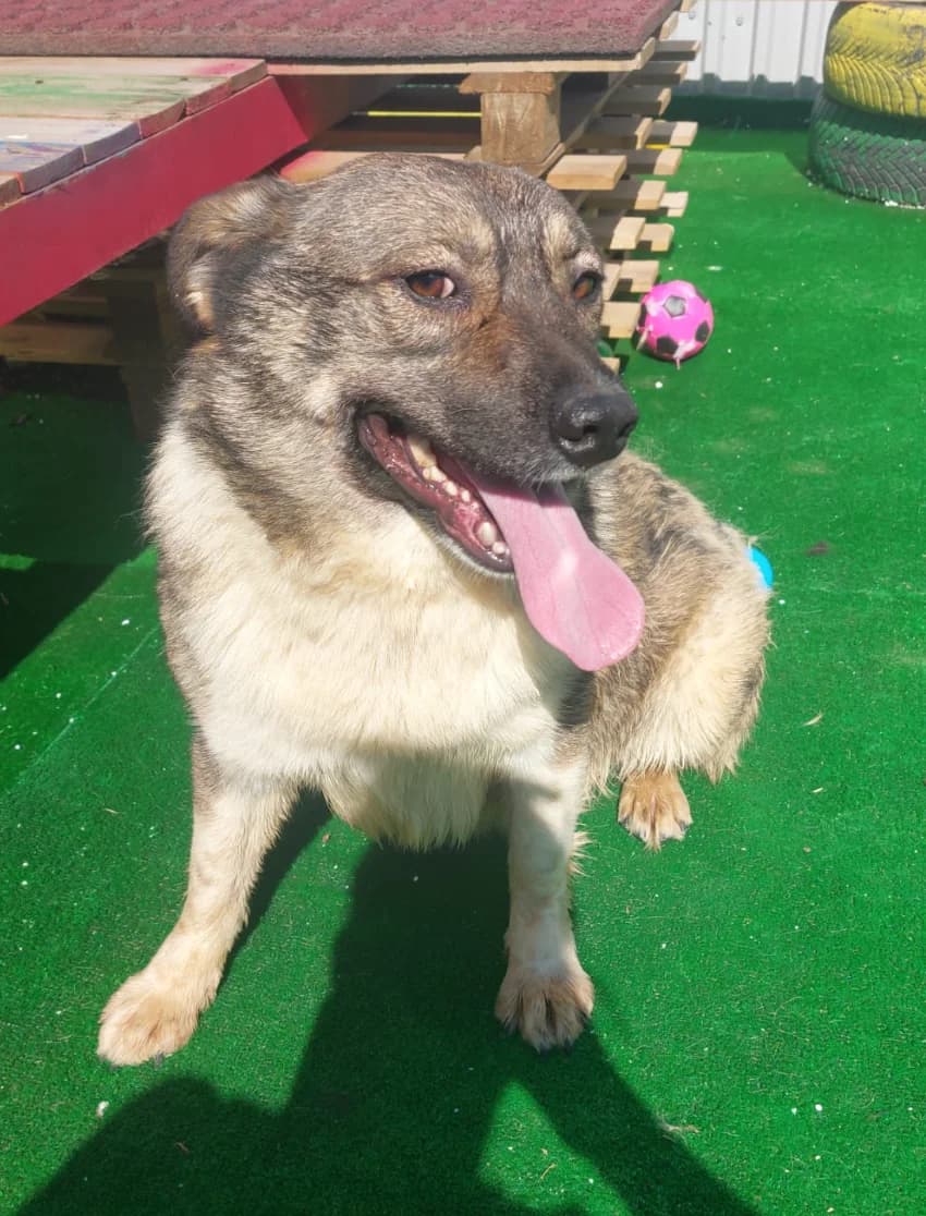 Alma,  Mixed Breed for adoption at Hundsrücker Tierschutz gUG