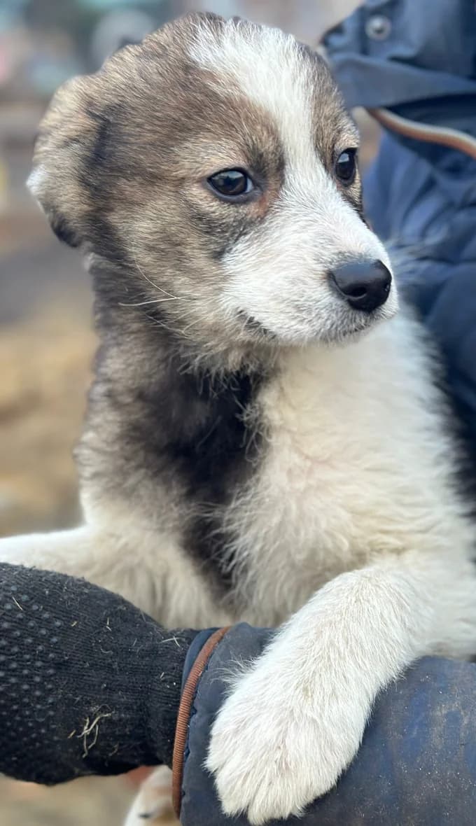 AMRA, female puppy Mixed Breed for adoption at Hundsrücker Tierschutz gUG