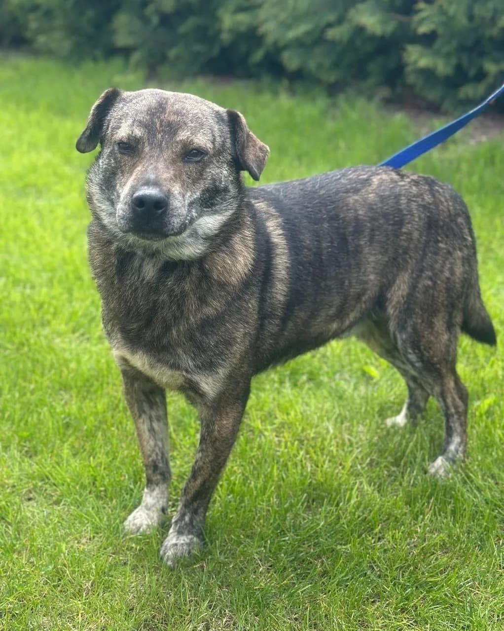 Anton, male 3yo Mixed Breed for adoption at Hundsrücker Tierschutz gUG