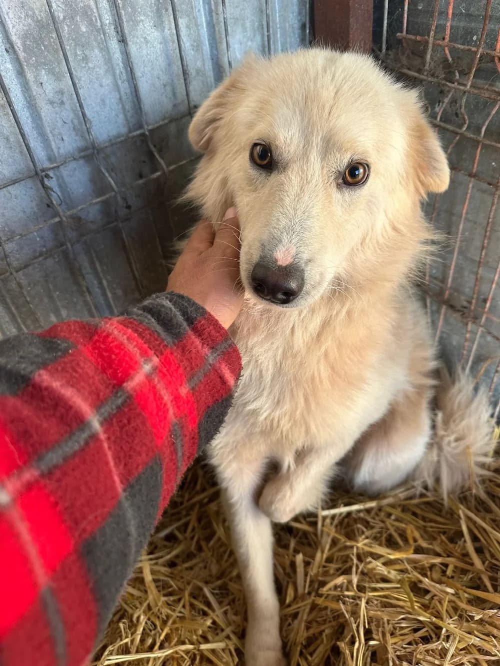 Aris,  3yo Mixed Breed for adoption at Hundsrücker Tierschutz gUG