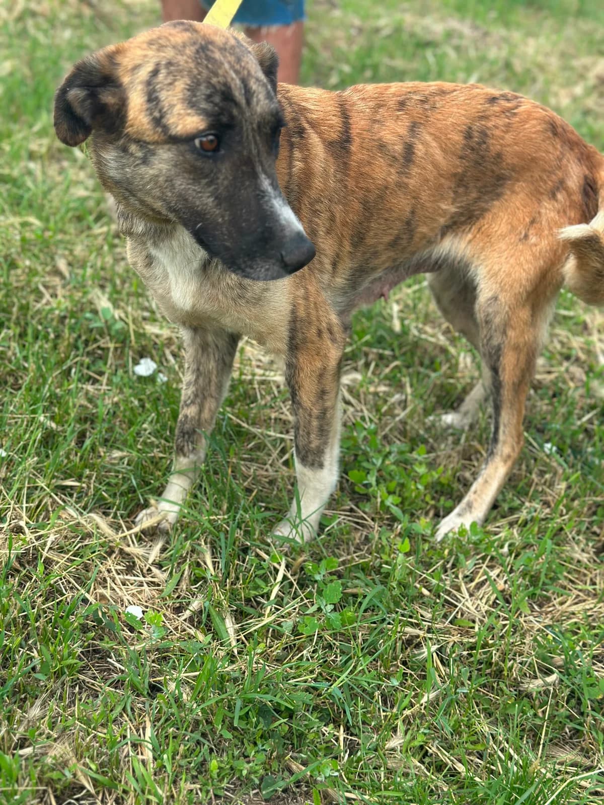 Asta, weiß  3yo Mixed Breed for adoption at Hundsrücker Tierschutz gUG