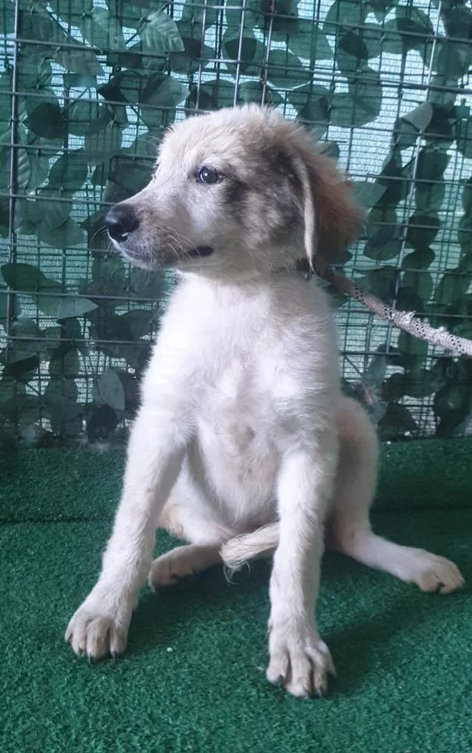 Athena,  Mixed Breed for adoption at Hundsrücker Tierschutz gUG
