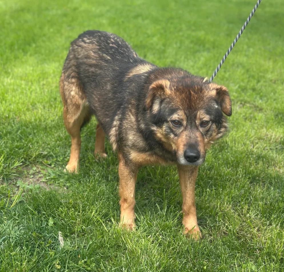 Becky, female 5yo Mixed Breed for adoption at Hundsrücker Tierschutz gUG