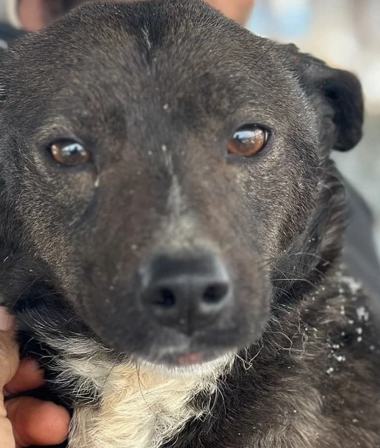 BELLA, female 4yo Mixed Breed for adoption at Hundsrücker Tierschutz gUG
