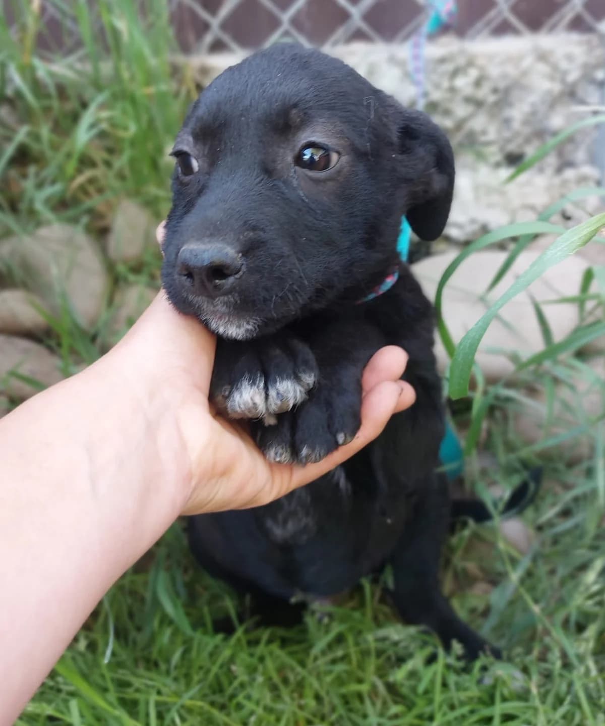 Billi, weiß  puppy Mixed Breed for adoption at Hundsrücker Tierschutz gUG