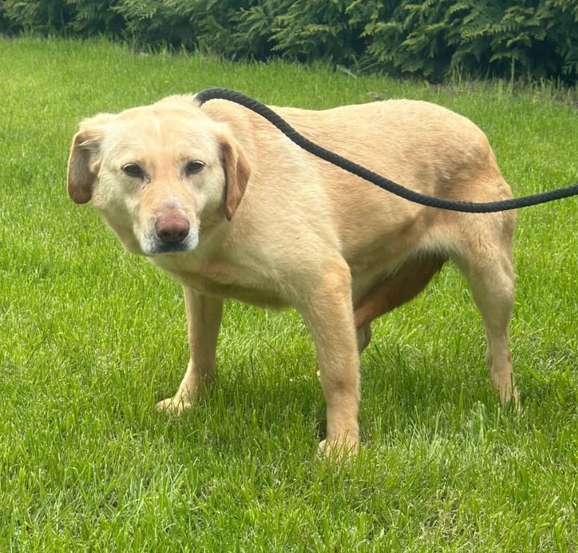 Bonnie, female 7yo Mixed Breed for adoption at Hundsrücker Tierschutz gUG