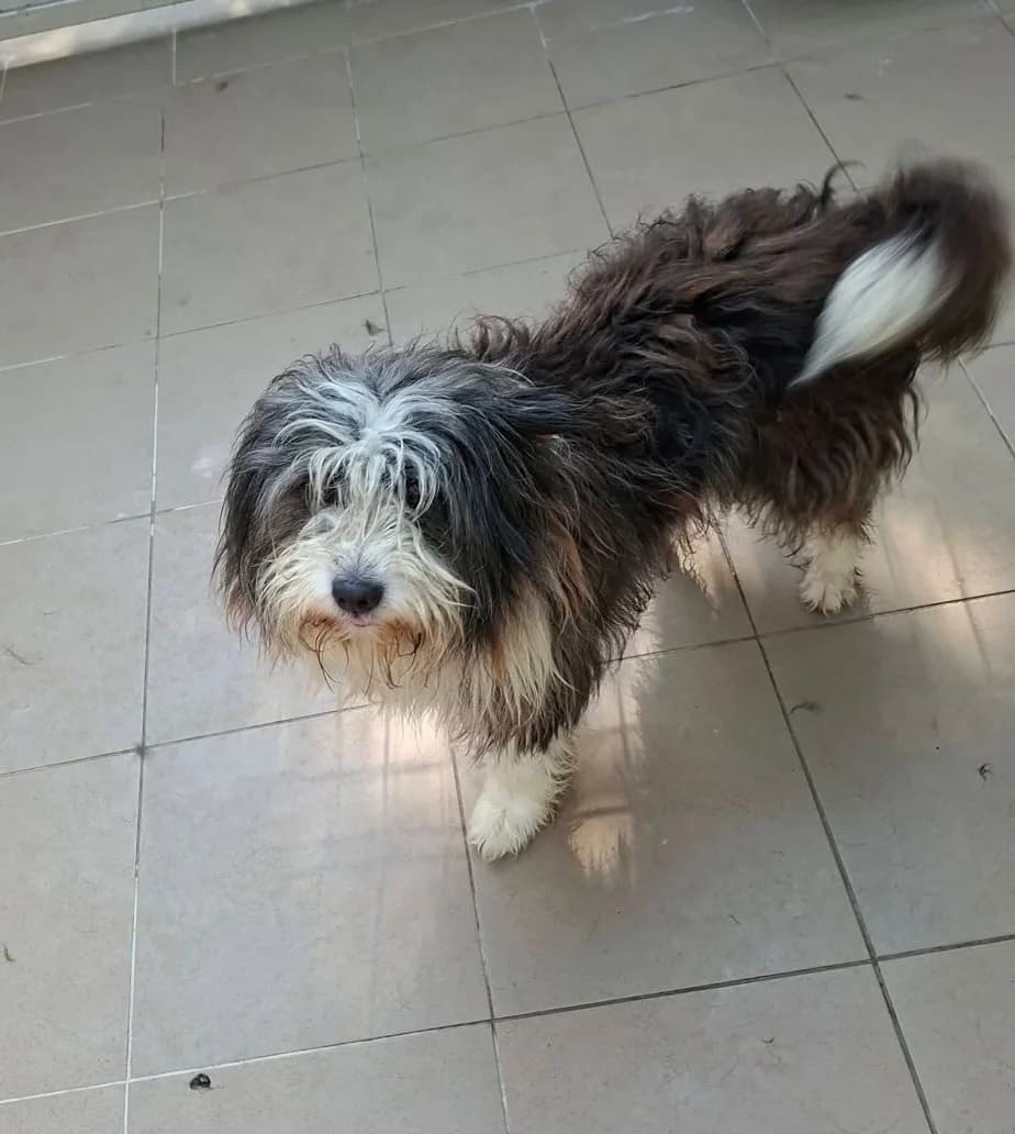 Bounty, braun 3yo Mixed Breed for adoption at Hundsrücker Tierschutz gUG