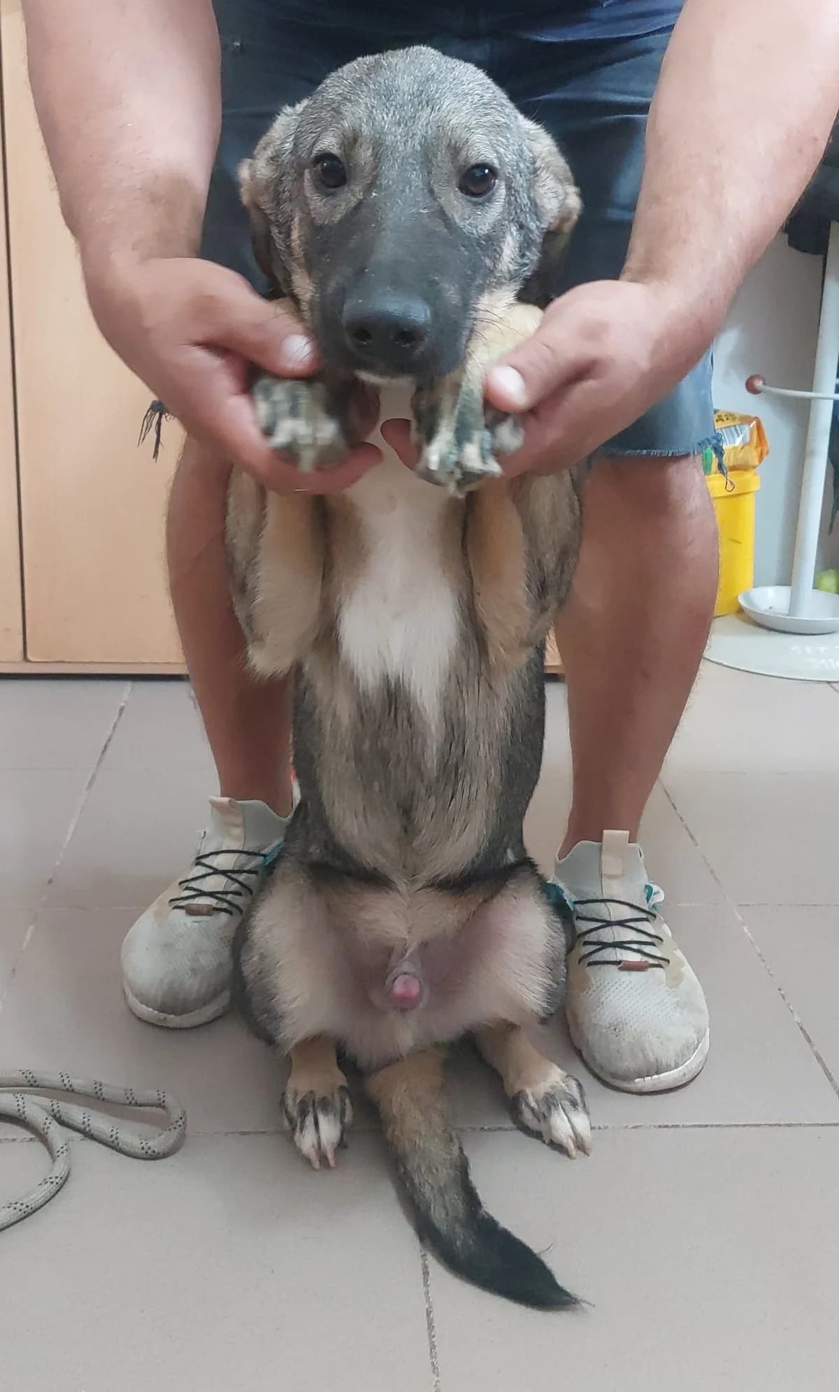 Buddy, grau  Mixed Breed for adoption at Hundsrücker Tierschutz gUG