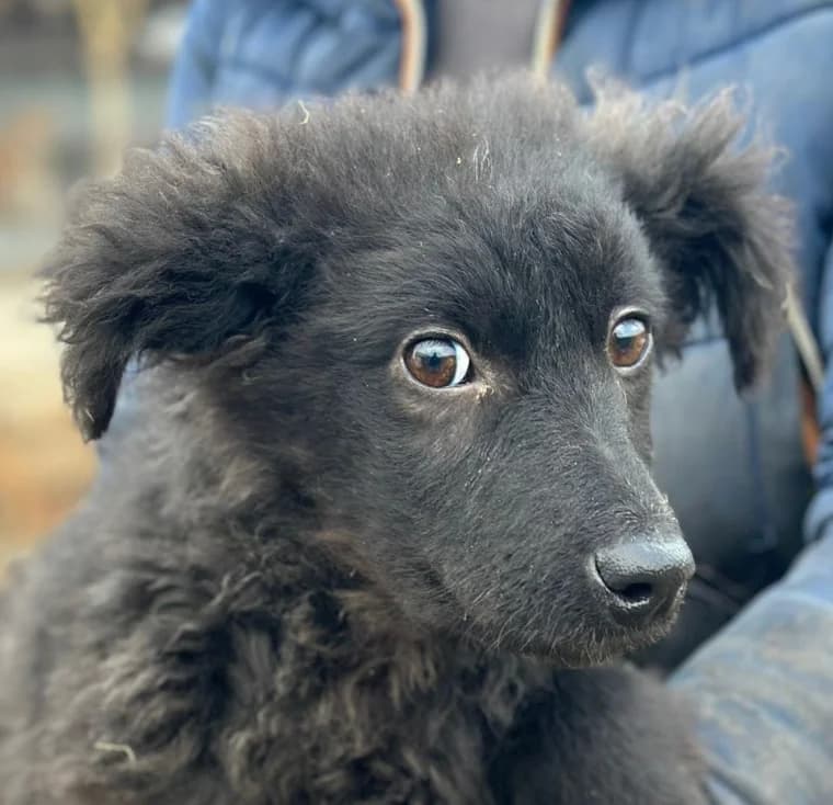 CARA, female puppy Mixed Breed for adoption at Hundsrücker Tierschutz gUG