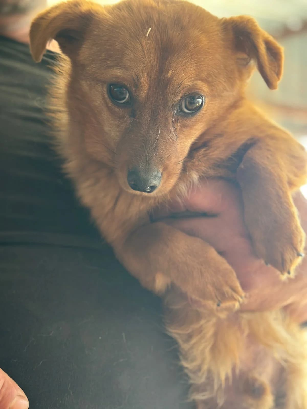 Cody,  young Mixed Breed for adoption at Hundsrücker Tierschutz gUG