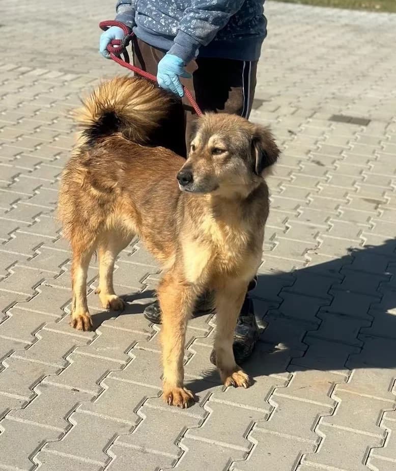 Cora, female 4yo Mixed Breed for adoption at Hundsrücker Tierschutz gUG