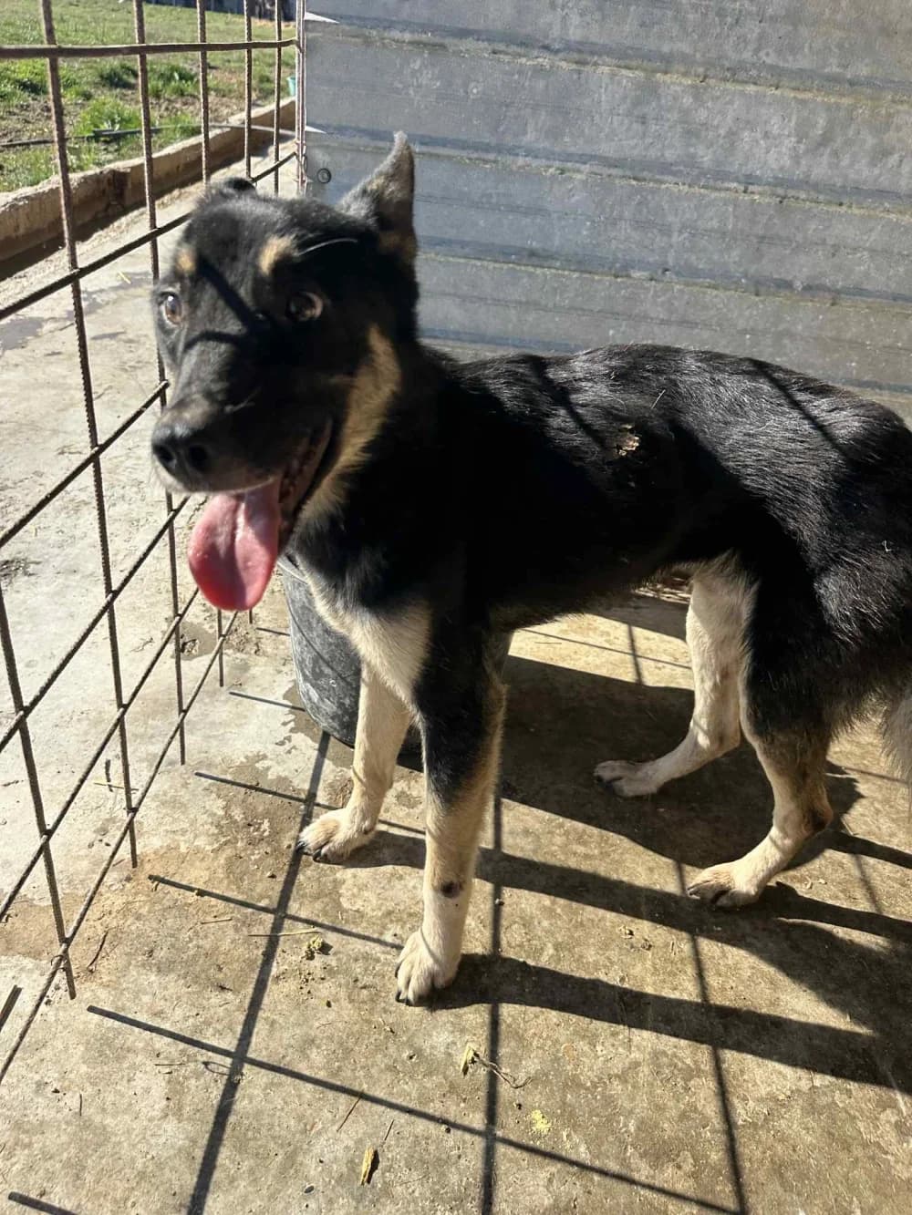 Cujo,  5yo Mixed Breed for adoption at Hundsrücker Tierschutz gUG