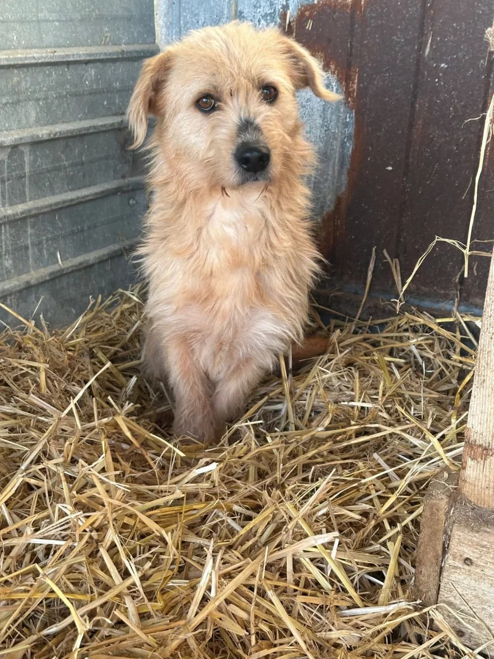 Daisy,  3yo Mixed Breed for adoption at Hundsrücker Tierschutz gUG
