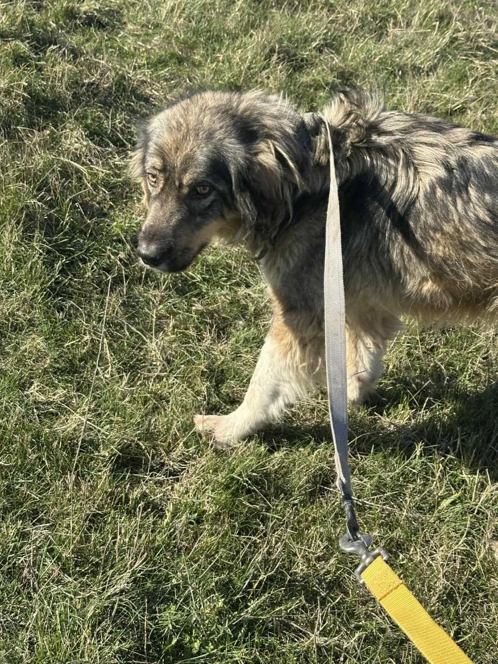 Denver,  6yo Mixed Breed for adoption at Hundsrücker Tierschutz gUG