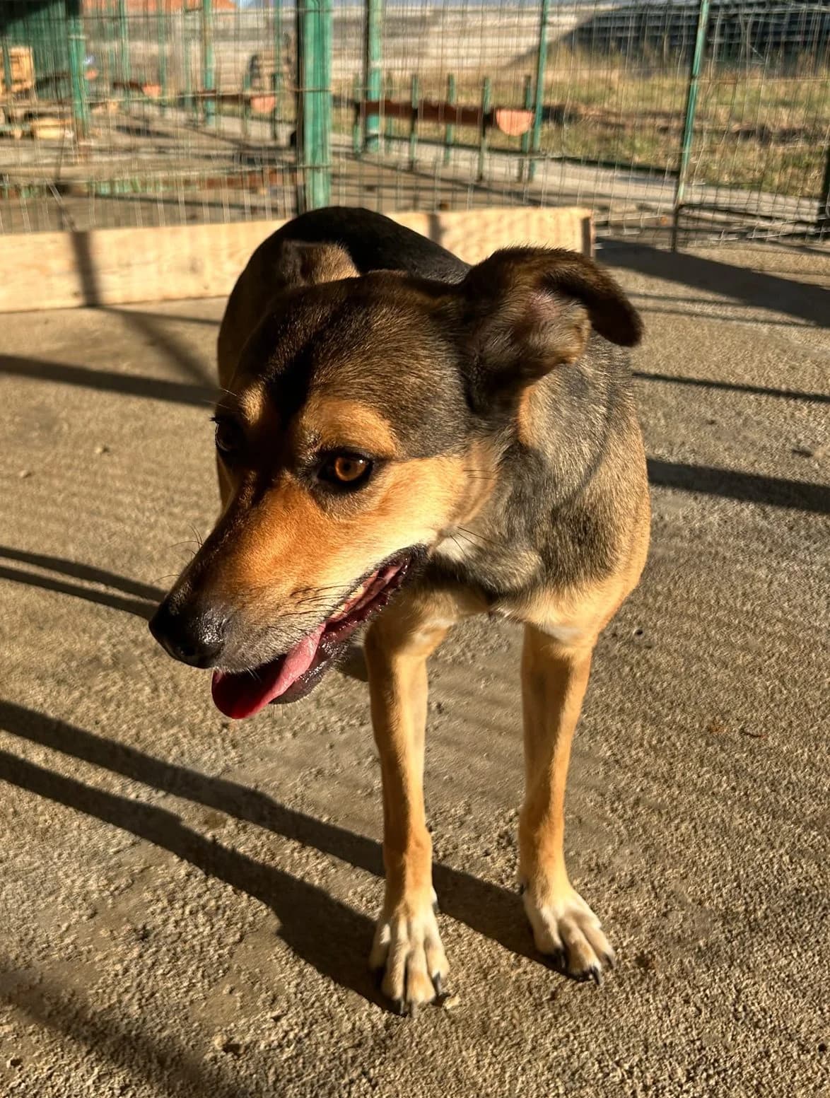 Eva, braun  3yo Mixed Breed for adoption at Hundsrücker Tierschutz gUG