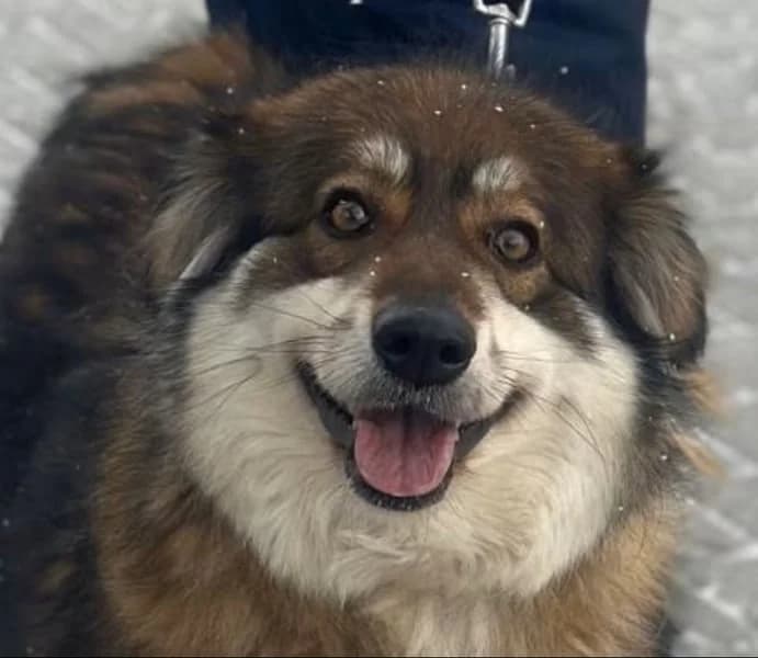 FAUN, male 7yo Mixed Breed for adoption at Hundsrücker Tierschutz gUG