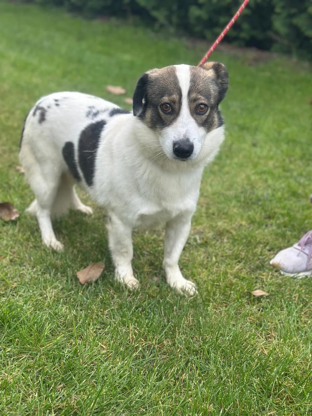 Felix, male 5yo Mixed Breed for adoption at Hundsrücker Tierschutz gUG