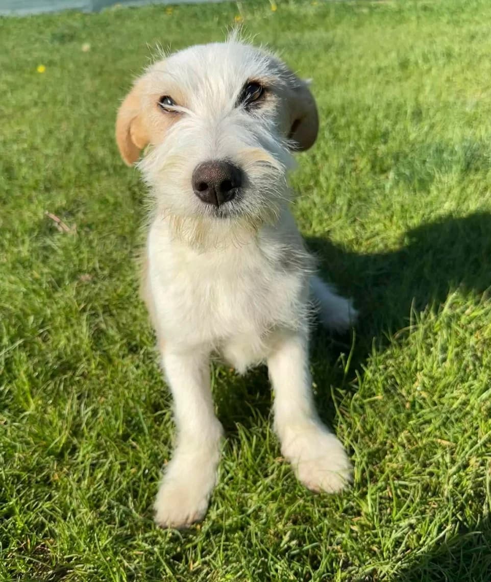 Fibbes,  puppy Mixed Breed for adoption at Hundsrücker Tierschutz gUG