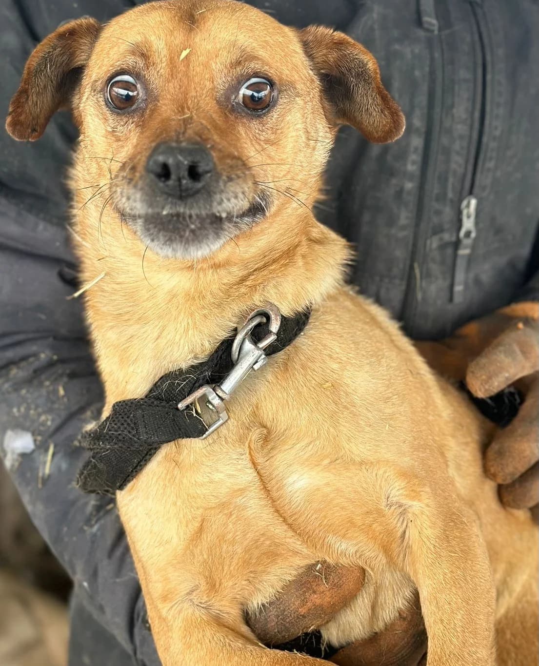FILOU, male 7yo Mixed Breed for adoption at Hundsrücker Tierschutz gUG