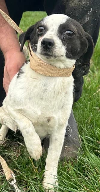 FINJA, female 4yo Mixed Breed for adoption at Hundsrücker Tierschutz gUG