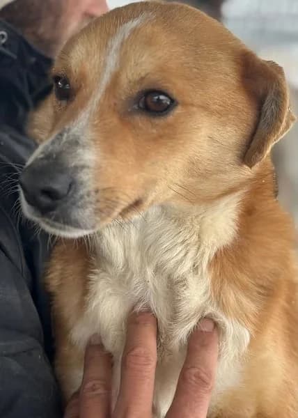 Flip, male 3yo Mixed Breed for adoption at Hundsrücker Tierschutz gUG
