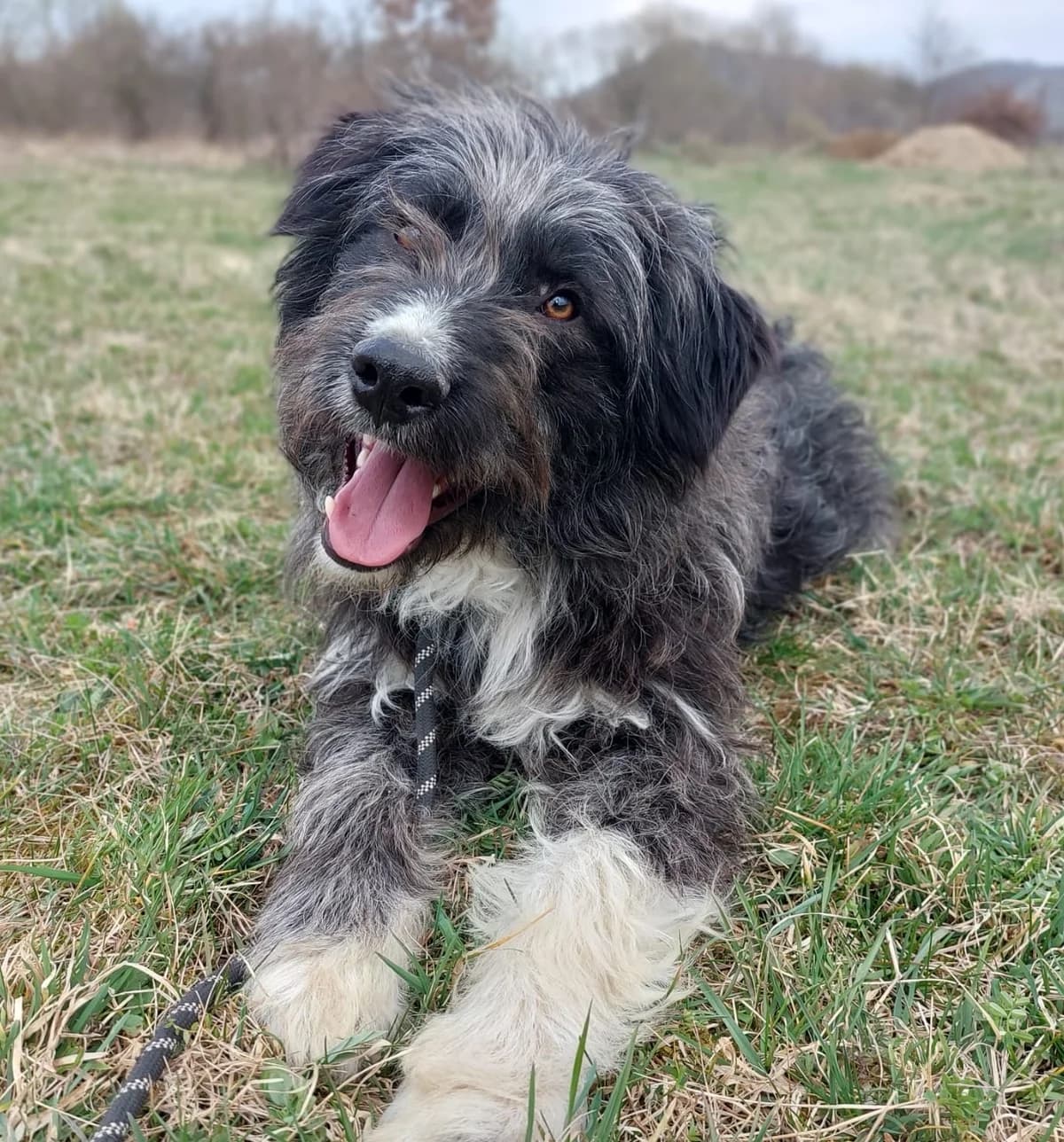 Forrest, male young Mixed Breed for adoption at Hundsrücker Tierschutz gUG