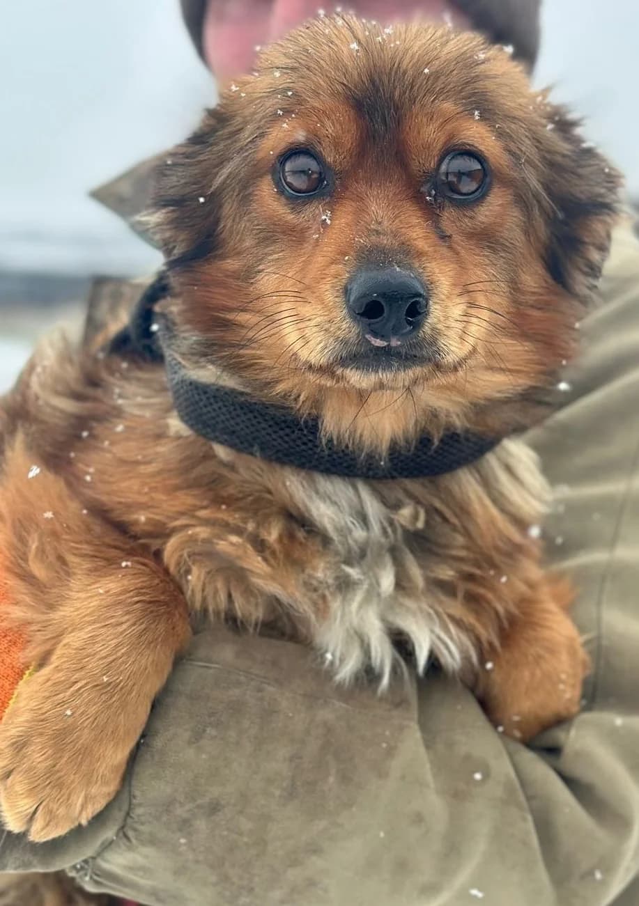 FREDDY, male 4yo Mixed Breed for adoption at Hundsrücker Tierschutz gUG
