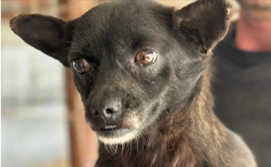 Frida, schwarz female 4yo Mixed Breed for adoption at Hundsrücker Tierschutz gUG