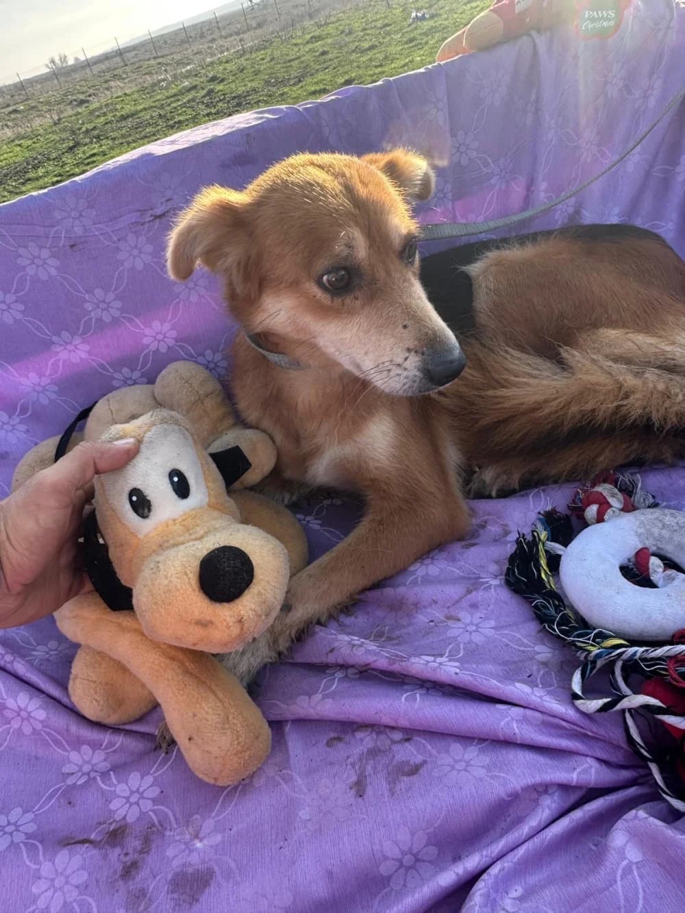 Hailey,  6yo Mixed Breed for adoption at Hundsrücker Tierschutz gUG