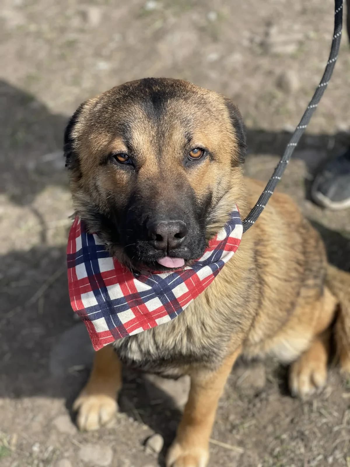 Holly, female young Mixed Breed for adoption at Hundsrücker Tierschutz gUG