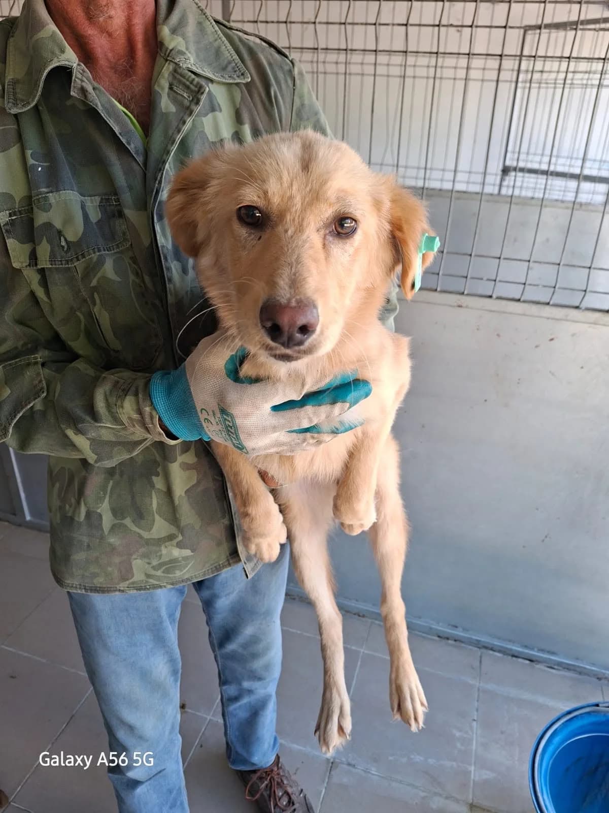 Honey, puppy Mixed Breed for adoption at Hundsrücker Tierschutz gUG
