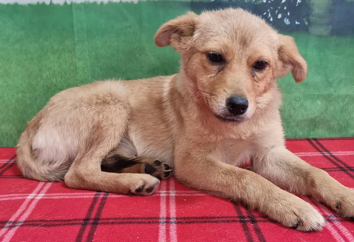 Ilinca,  Mixed Breed for adoption at Hundsrücker Tierschutz gUG
