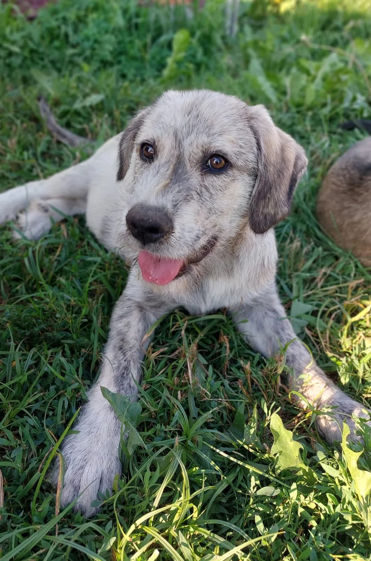 Irene, female puppy Mixed Breed for adoption at Hundsrücker Tierschutz gUG