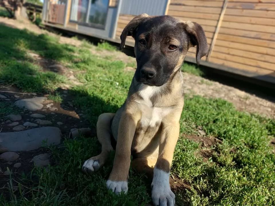 Irina, female puppy Mixed Breed for adoption at Hundsrücker Tierschutz gUG
