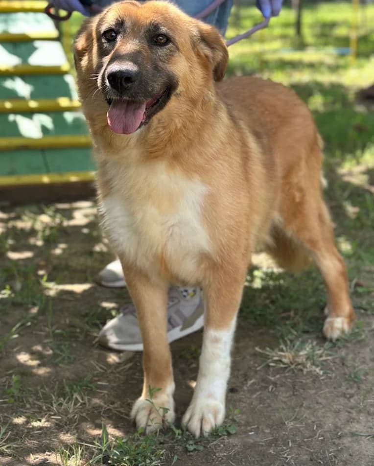 Jella, weiß  5yo Mixed Breed for adoption at Hundsrücker Tierschutz gUG